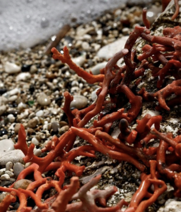 Capture d’écran 2025-11-07 à 04.55.06