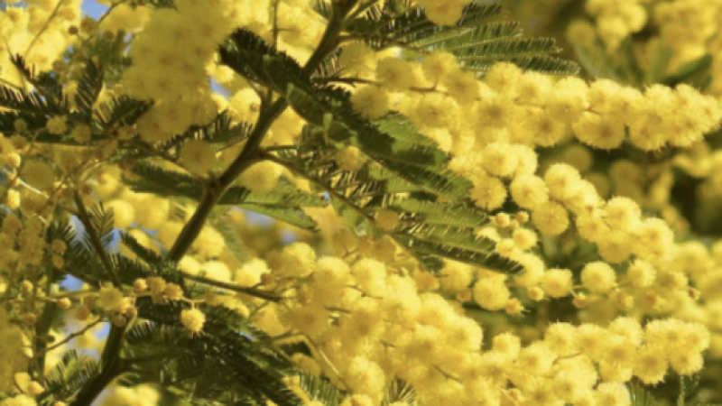 Capture d’écran 2025-11-07 à 05.02.11